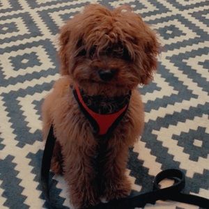 Meet your Posher, Jonathan